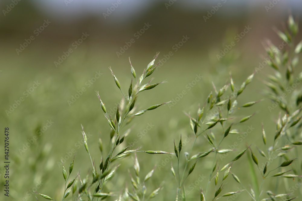 Obraz premium Detail Aufnahme von einer Wiese im Frühling, Grass Samen 