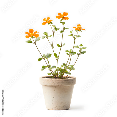 Wallpaper Mural Stylish flower pot perfect for indoor plants and home decor, adding a touch of greenery and elegance to any space. Torontodigital.ca