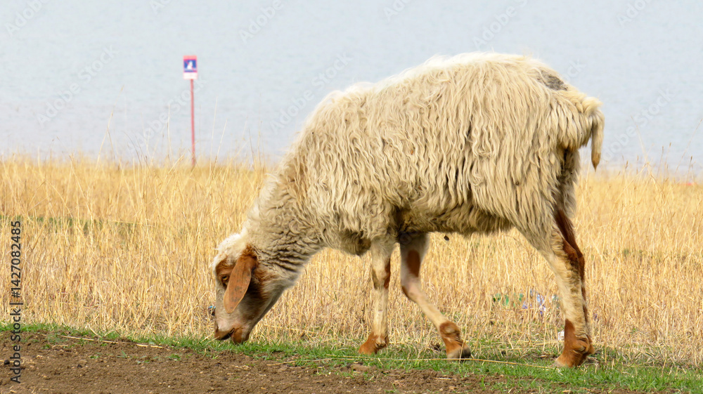Fototapeta premium Sheep Grazing by the Water on a Spring Pasture