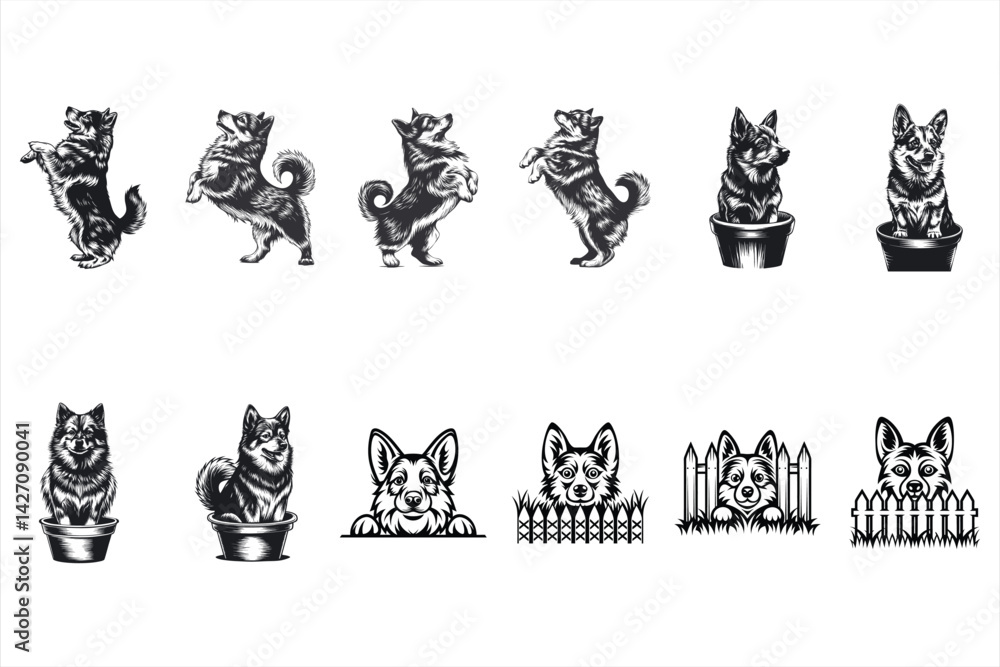 Swedish Vallhund dog