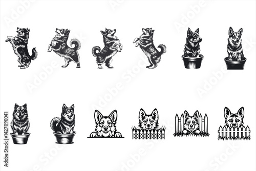 Swedish Vallhund dog