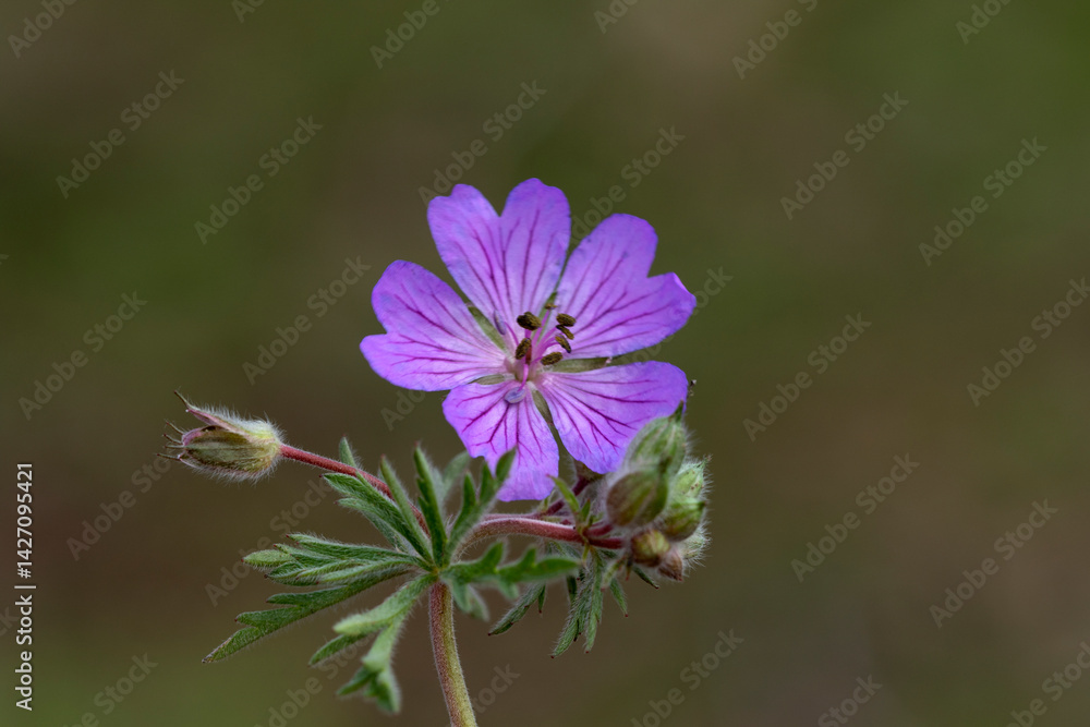 Geranium tuberosum, known as Çakmuz, is a perennial herbaceous plant from the Geraniaceae family. It is native to Türkiye Geranium tuberosum, known as Çakmuz, is a perennial herbaceous plant from the Geraniaceae family. It is native to Türkiye