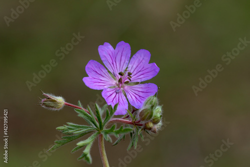 Geranium tuberosum, known as Çakmuz, is a perennial herbaceous plant from the Geraniaceae family. It is native to Türkiye