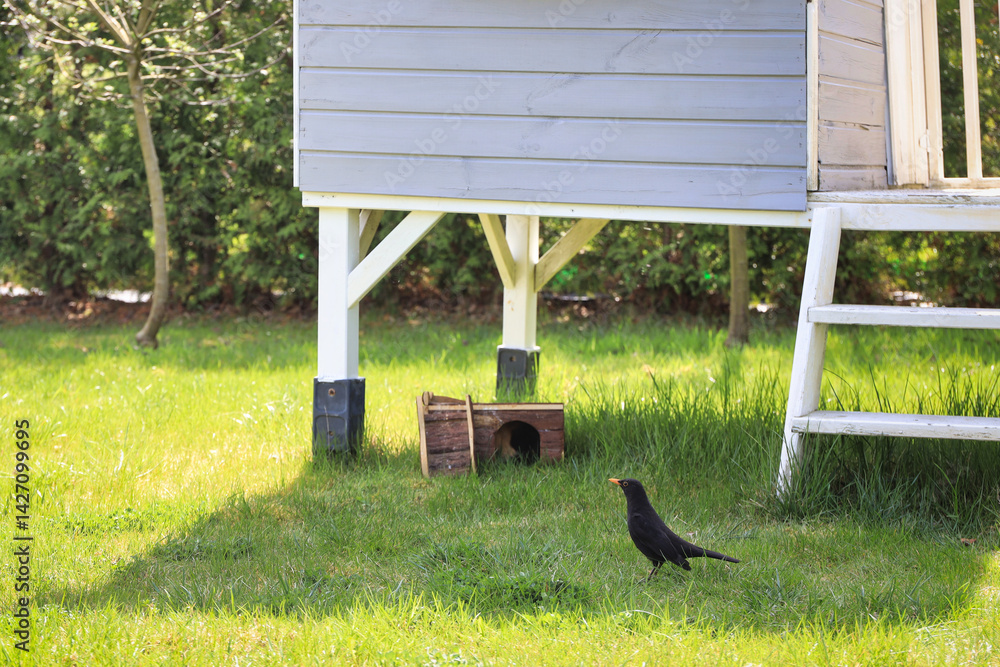 A blackbird on the grass of a garden in Poland