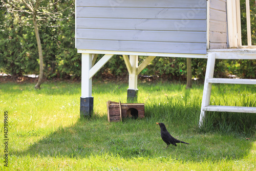 Obraz na płótnie A blackbird on the grass of a garden in Poland w salonie