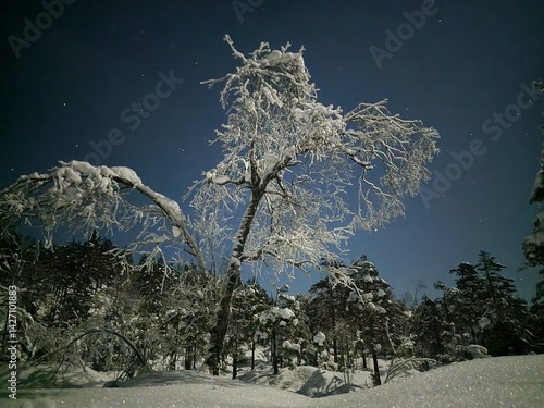 winter night landscape