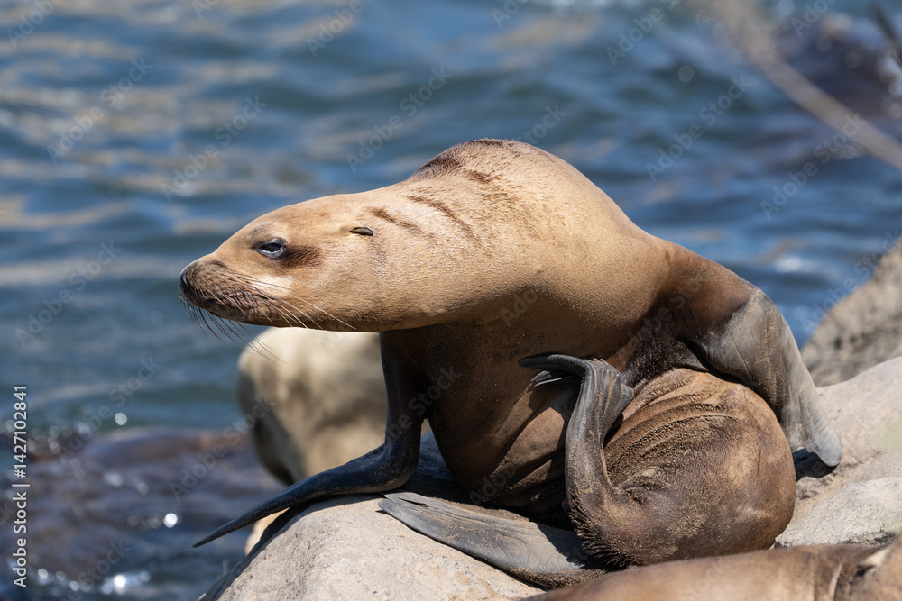 Obraz premium Sea lion using her flipper to scratch
