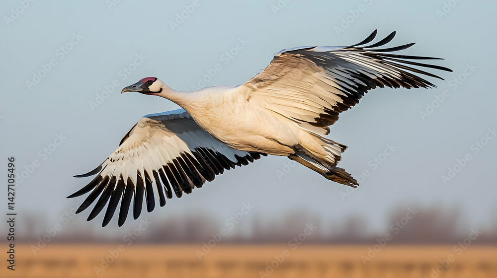 Crane Soaring Through Sky Over Field Crane Soaring Through Sky Over Field