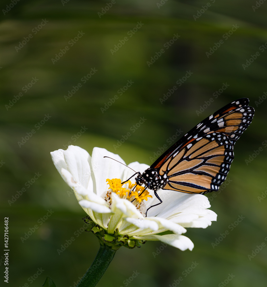 Obraz premium A horizontal macro photo of a perfectly lit beautiful orange and black striped monarch drinking nectar from a red lobelia flower on a beautiful sunlit summer day.