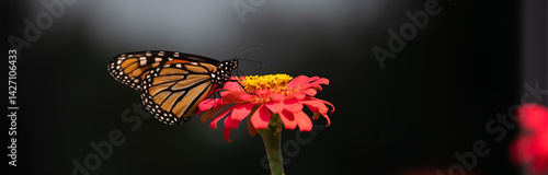 Photography A horizontal macro photo of a perfectly lit beautiful orange and black striped monarch drinking nectar from a coral giant zinnia on a beautiful sunlit summer day