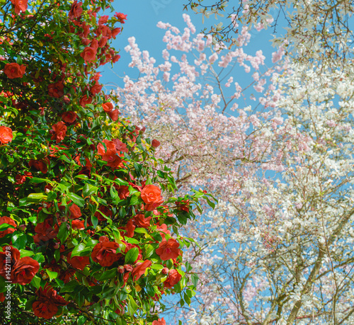 A blooming rose tree is surrounded by beautiful cherry blossoms on a clear blue sky spring day. 