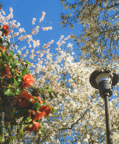 A low angle view looking up at the top of a street lamp surrounded by flowering blooms from cherry trees and a rose tree with blue sky above. 
