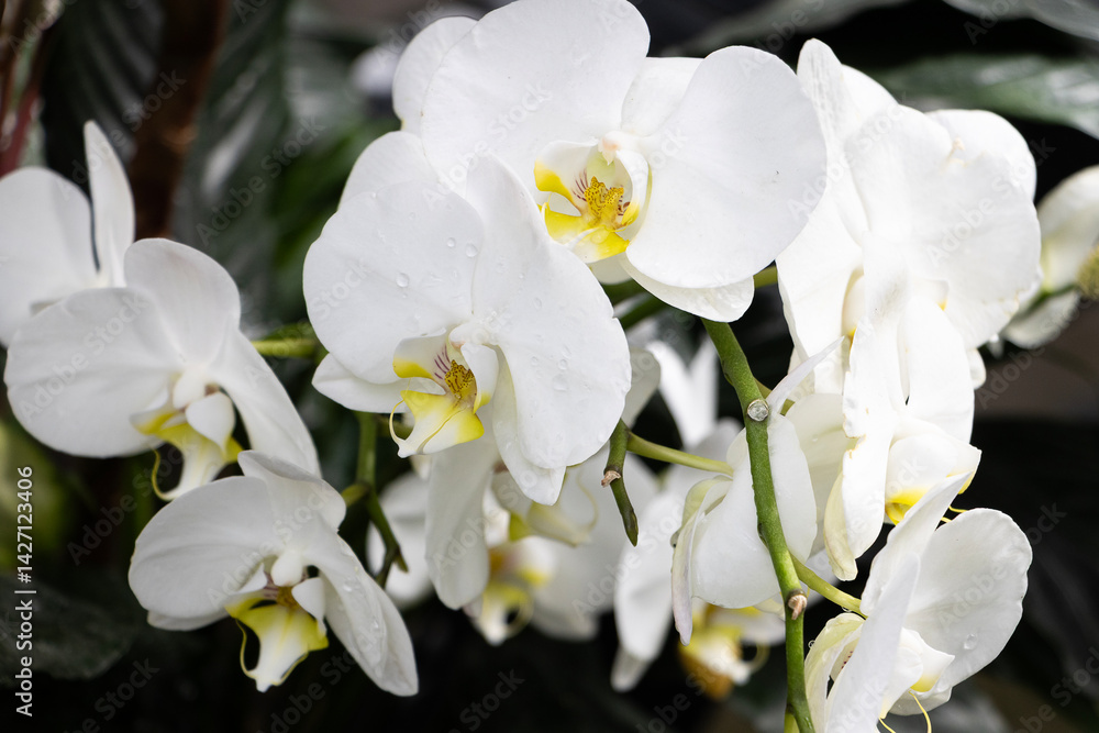 Obraz premium White Phalaenopsis Orchid flower yellow centre close up group