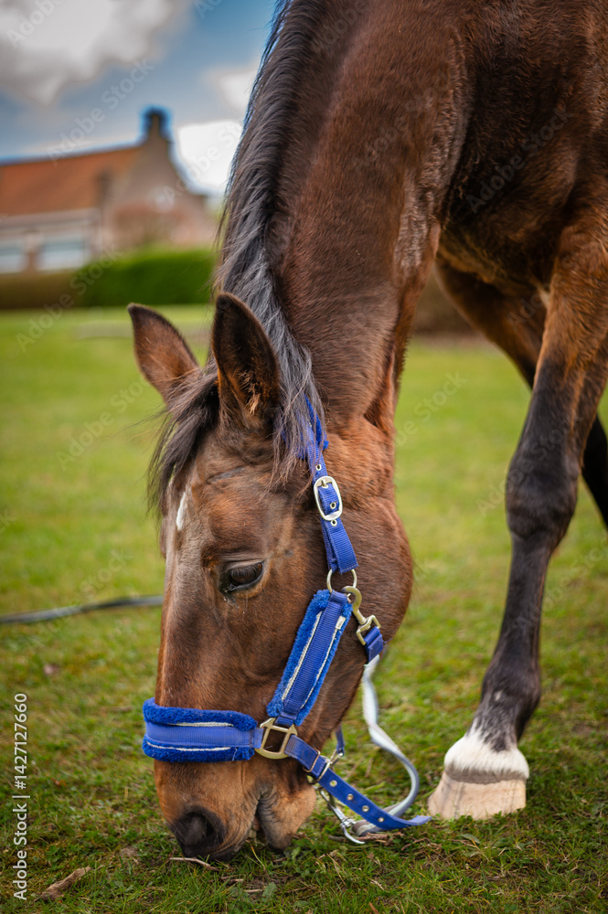 Obraz premium A peaceful horse grazes on a vibrant green meadow under the warm sun. The idyllic countryside setting exudes tranquility, with bright natural colors and a serene atmosphere.