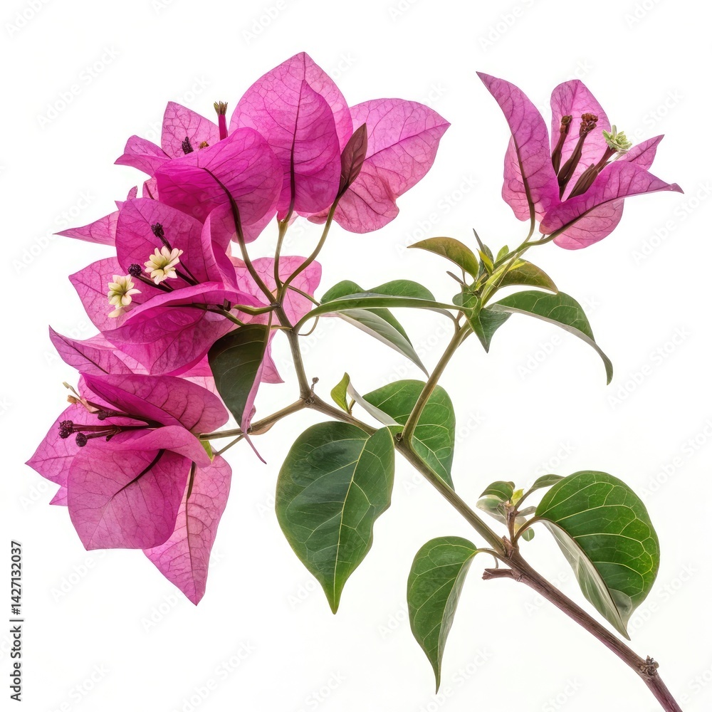 Obraz premium pink rose isolated on white