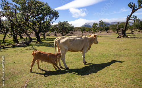 The lactating cow
