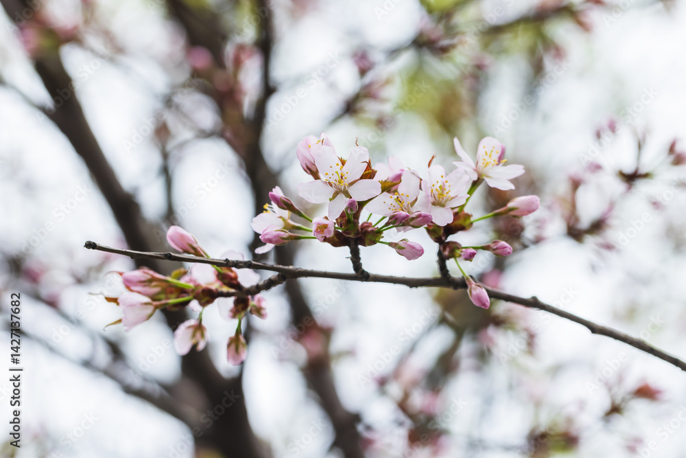 A close-up image of delicate pink cherry blossoms on a tree branch A close-up image of delicate pink cherry blossoms on a tree branch