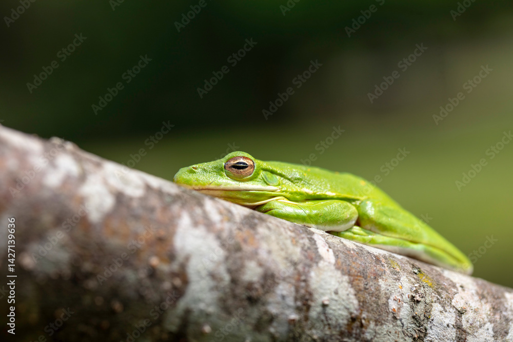 The American green tree frog (Dryophytes cinereus or Hyla cinerea) The American green tree frog (Dryophytes cinereus or Hyla cinerea)