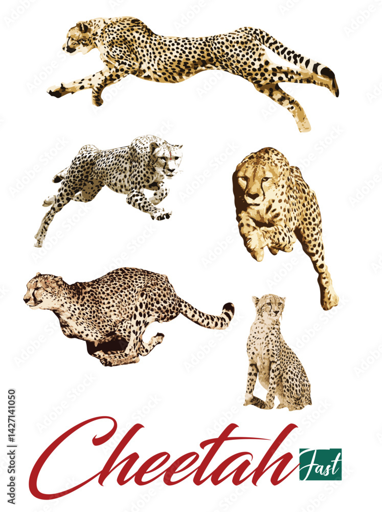 Obraz premium Cheetah3.eps