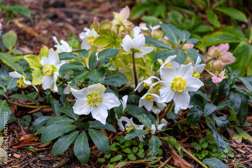 Photography "Christmas rose" or  "Helleborus niger" or "Black hellebore",  evergreen perennial flowering plant in the buttercup family "Ranunculaceae"