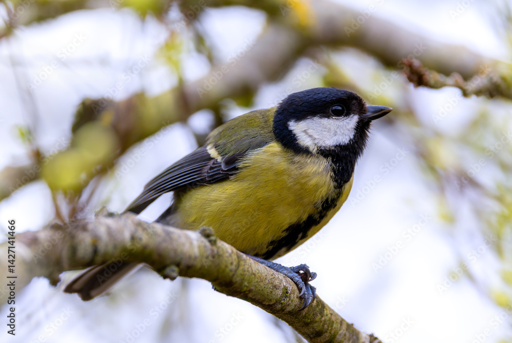 Fototapeta premium Great tit