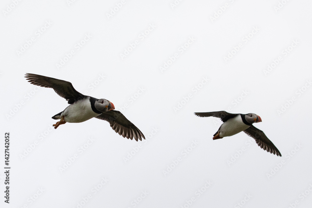 Fototapeta premium An atlantic puffin flying skilfully in the skies over Isle of Noss, Shetland.
