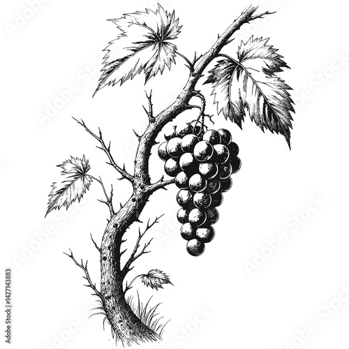 Detailed sketch of grape cluster hanging from a vine