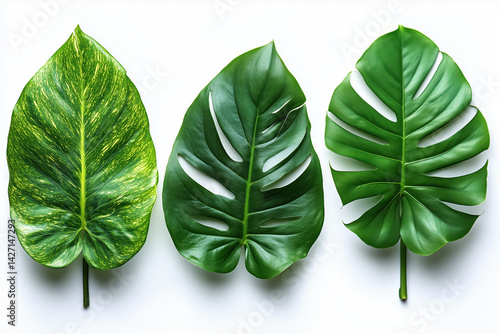 Obraz na płótnie Set of Tropical leaves isolated on white background. Beautiful tropical exotic foliage w salonie