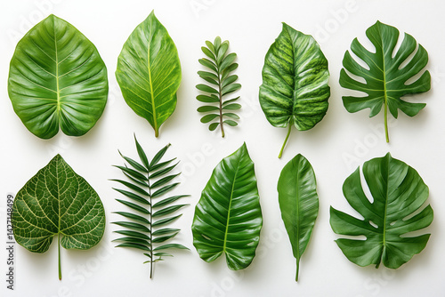 Obraz na płótnie Set of Tropical leaves isolated on white background. Beautiful tropical exotic foliage w salonie