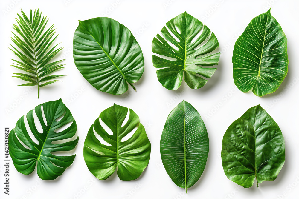 Set of Tropical leaves isolated on white background. Beautiful tropical exotic foliage