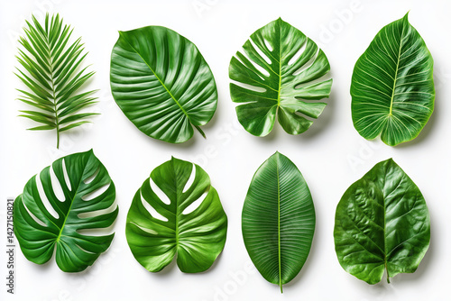 Obraz na płótnie Set of Tropical leaves isolated on white background. Beautiful tropical exotic foliage w salonie