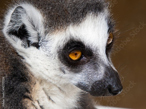 Lemur Catta (Maki) in nature, lemur catta with open mouth and eyes wide open. Looking Around and Resting Close-Up, Lemuridae Family