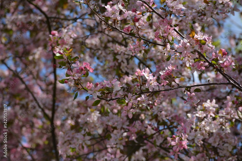 A large apple tree in full bloom with pink flowers A large apple tree in full bloom with pink flowers