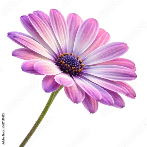 pink daisy isolated on white