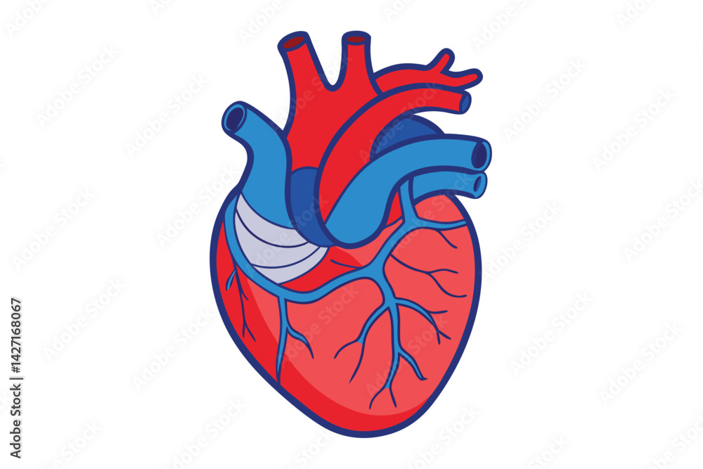 Modern Minimalistic Human Heart on white. Modern Minimalistic Human Heart on white.