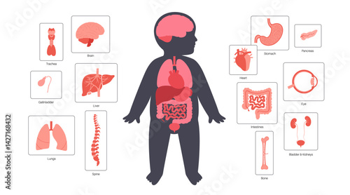 Internal organs of the child