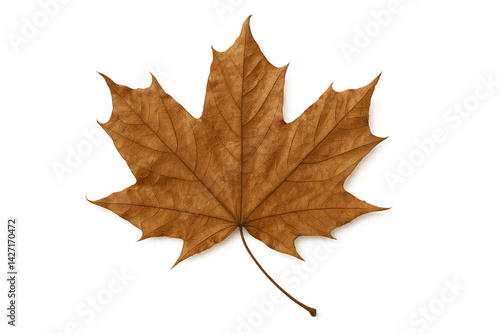Wallpaper Mural A Large, Dried Maple Leaf With a Rich Brown Color Rests Flat on a White Surface Torontodigital.ca