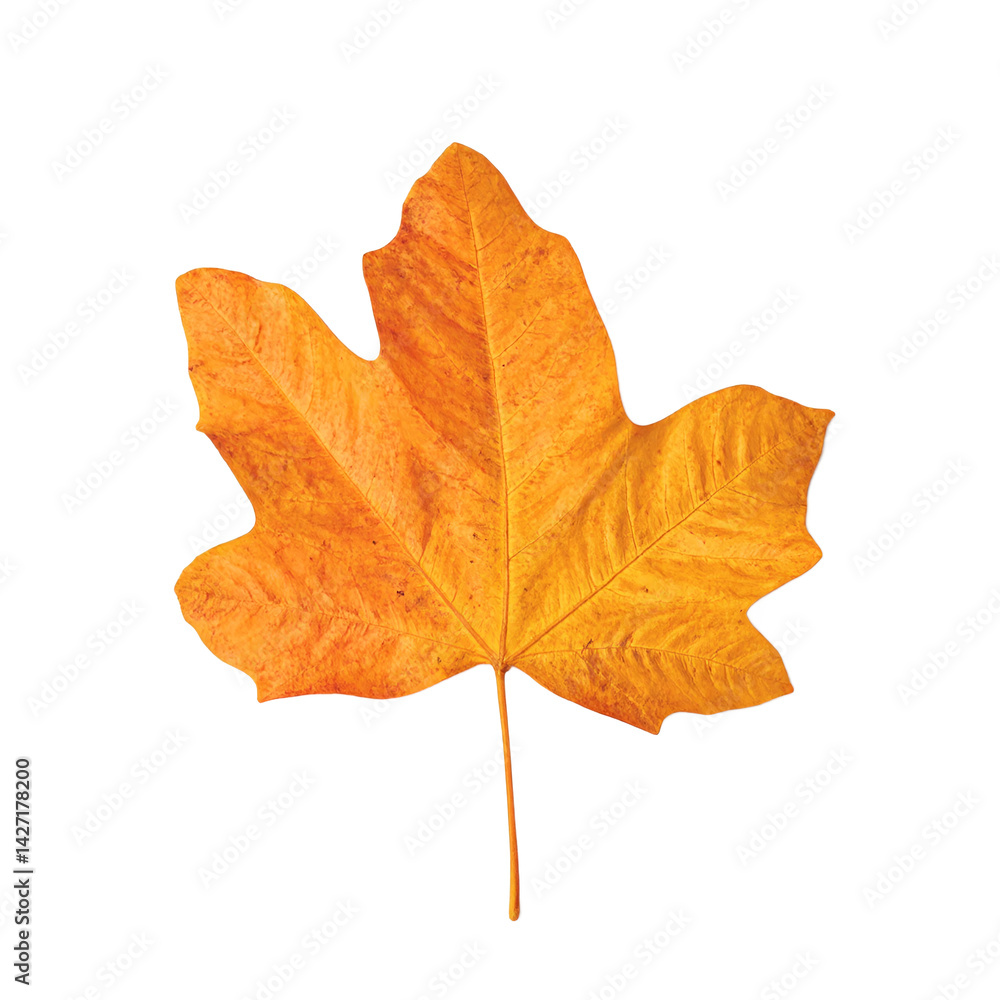Obraz premium Isolated vibrant orange maple leaf perfectly flattened and centered