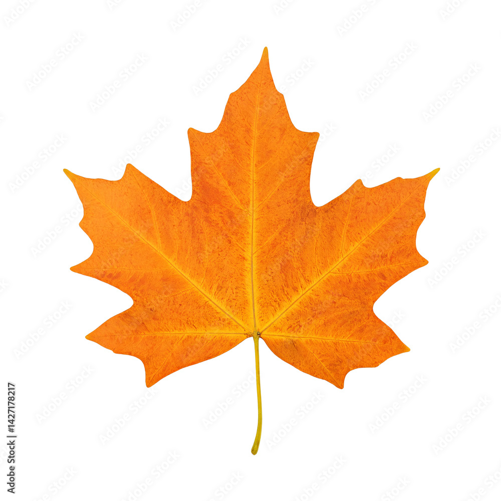 Isolated vibrant orange maple leaf perfectly flattened and centered Isolated vibrant orange maple leaf perfectly flattened and centered