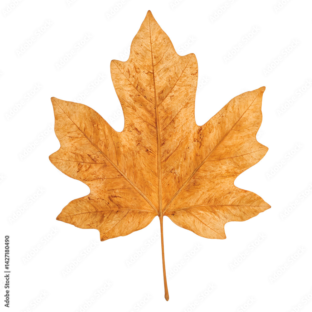 Obraz premium Isolated crisp brown poplar leaf curled and dry captured in detail