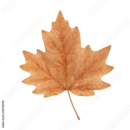 Wallpaper Mural Isolated crisp brown poplar leaf curled and dry captured in detail Torontodigital.ca