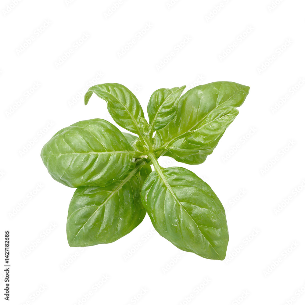 Fototapeta premium Isolated twisted purple basil leaf vibrant and aromatic