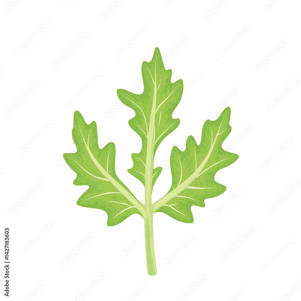Fototapeta premium Isolated peppery arugula leaf with jagged edges on white background