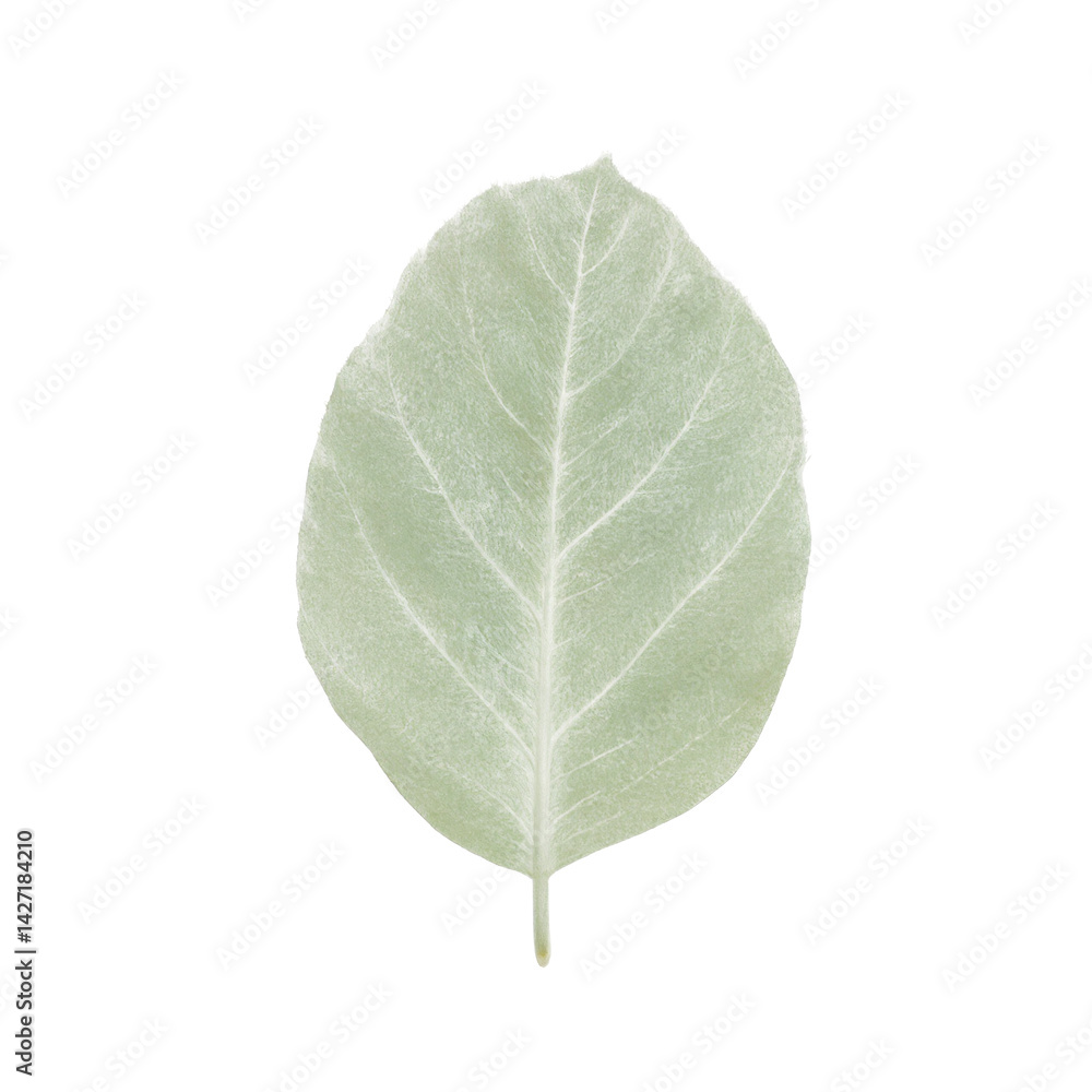 Obraz premium Isolated small pale dusty green sage leaf with fuzzy texture on white background
