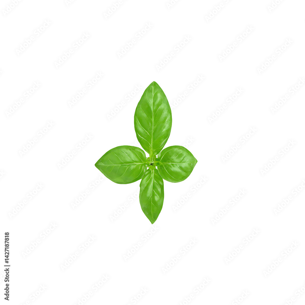Isolated fresh basil leaf vibrant green and aromatic Isolated fresh basil leaf vibrant green and aromatic