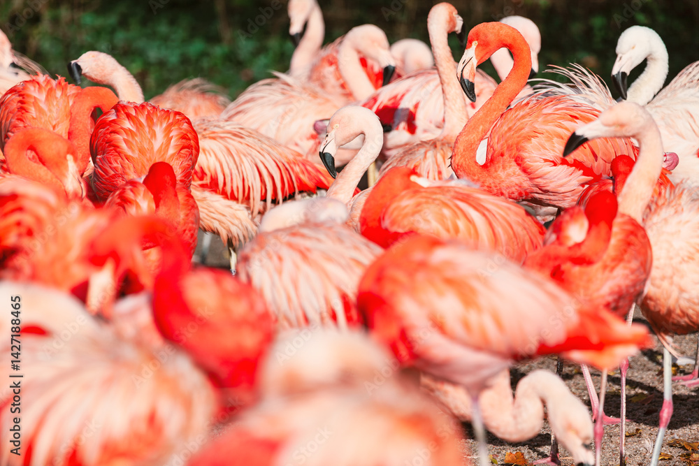 Vibrant flock of flamingos stands closely together, showcasing their brilliant pink and orange plumage. The scene is full of movement, color, and tropical wildlife energy