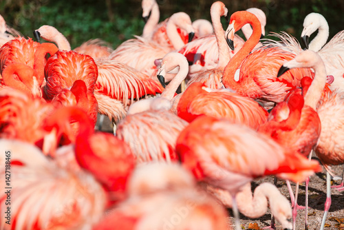 Obraz na płótnie Vibrant flock of flamingos stands closely together, showcasing their brilliant pink and orange plumage. The scene is full of movement, color, and tropical wildlife energy w salonie