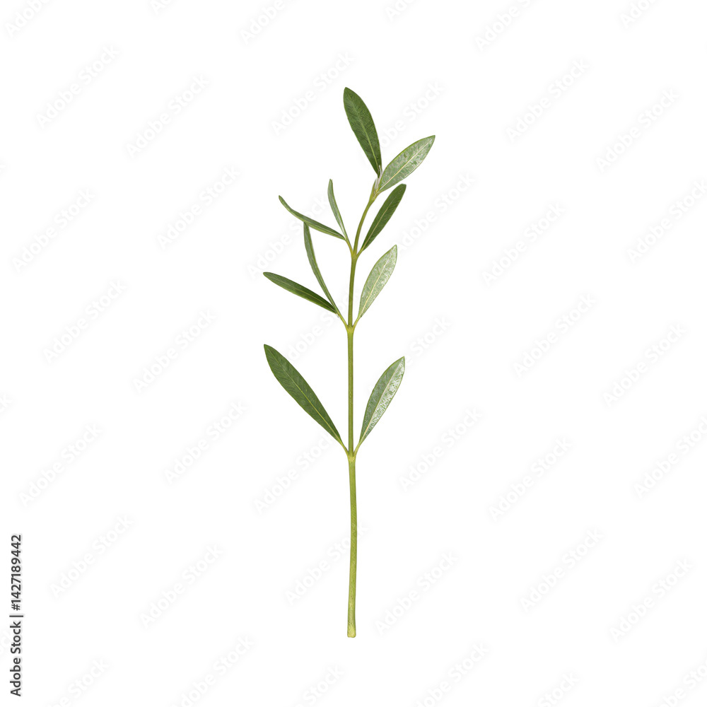 Obraz premium Isolated slender olive branch with small leaves perfect for natural and organic concepts