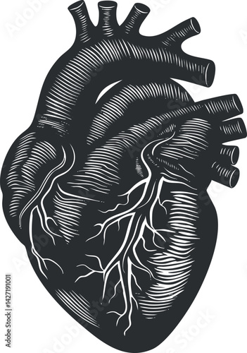 Detailed illustration of a human heart showcasing arteries and veins for educational purposes.