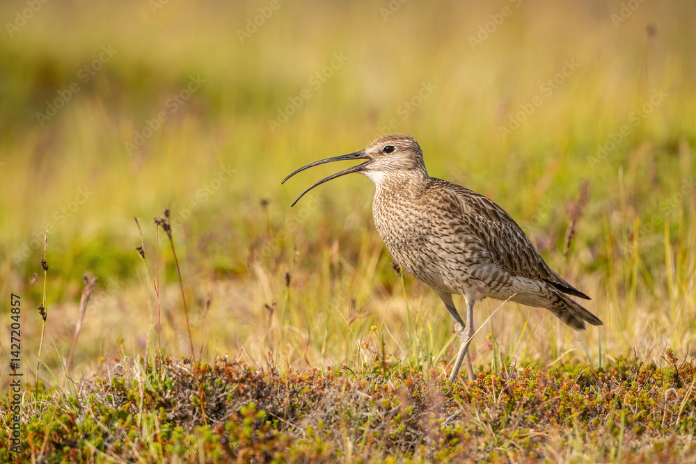 Obraz premium Whimbrel (Numenius phaeopus). Whimbrel walks alertly through a patch of Arctic tundra, calling softly with curved bill raised. Low mossy heath with a mix of dry and green textures. 
